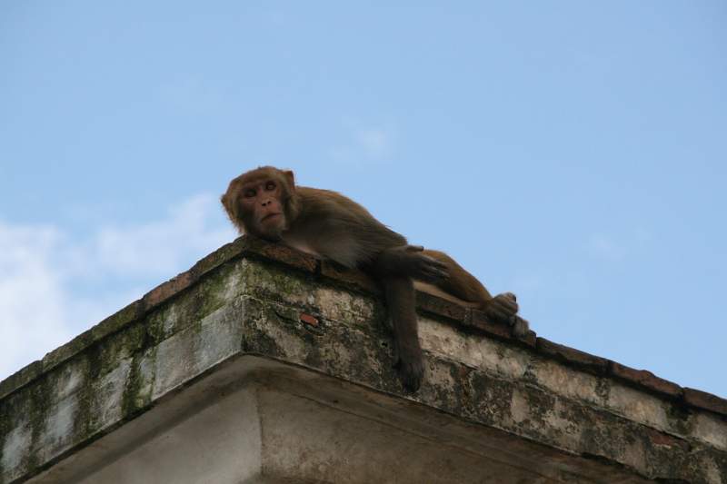 India & Nepal 2011 - 0279